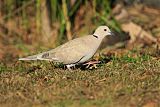 African Collared-Doveborder=